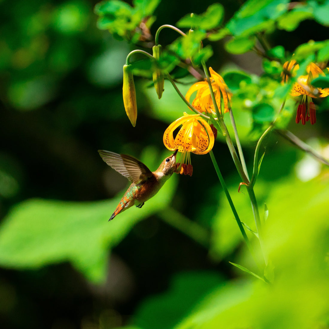 Birding Snohomish County (Washington)
