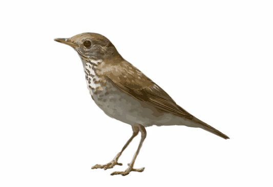 Fruition Bird Friendly® Chocolate