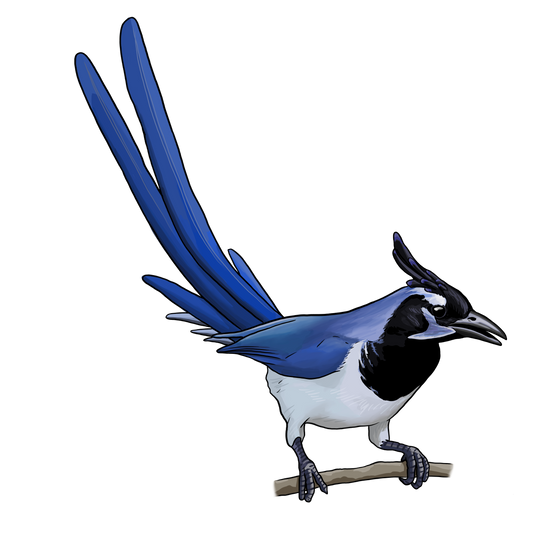 Mexico Bird Friendly® Coffee