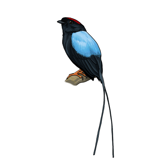 Long-tailed Manakin sticker