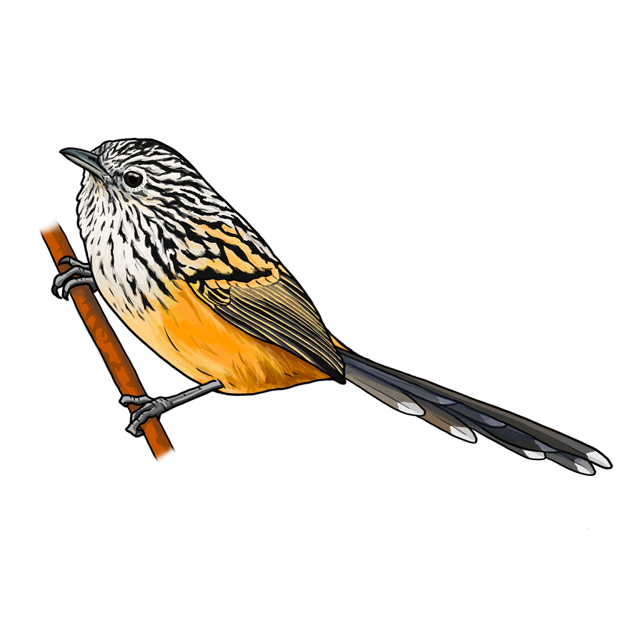 Santa Marta Antbird