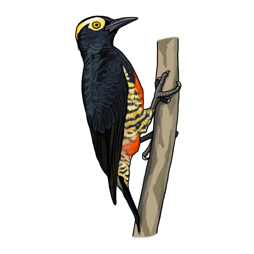 Yellow-tufted Woodpecker