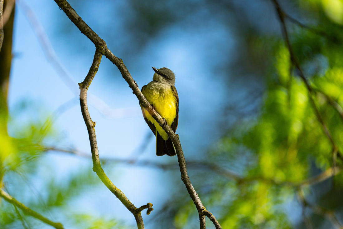 Birding Grant County (Washington State)