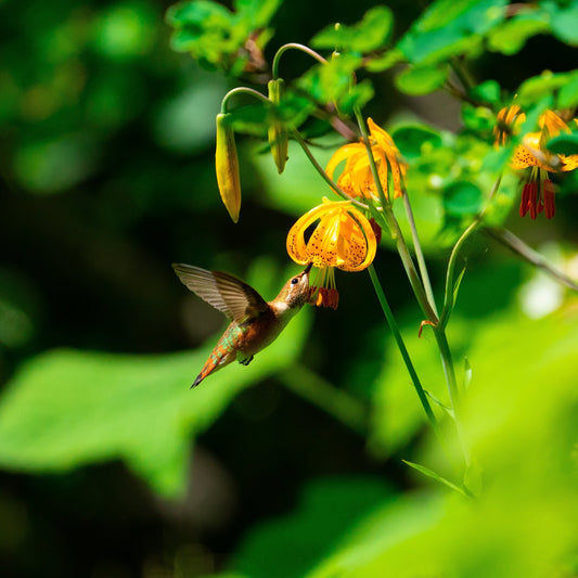 Birding Snohomish County (Washington)