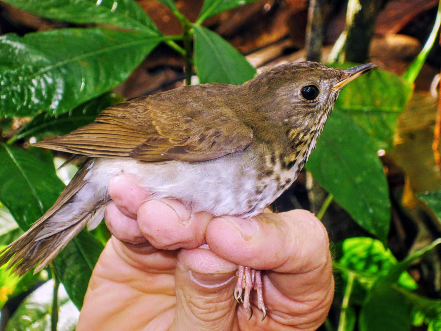 Amaranth Vanilla Chocolate Bar - Certified Bird Friendly