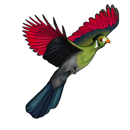 White-cheeked Turaco Sticker