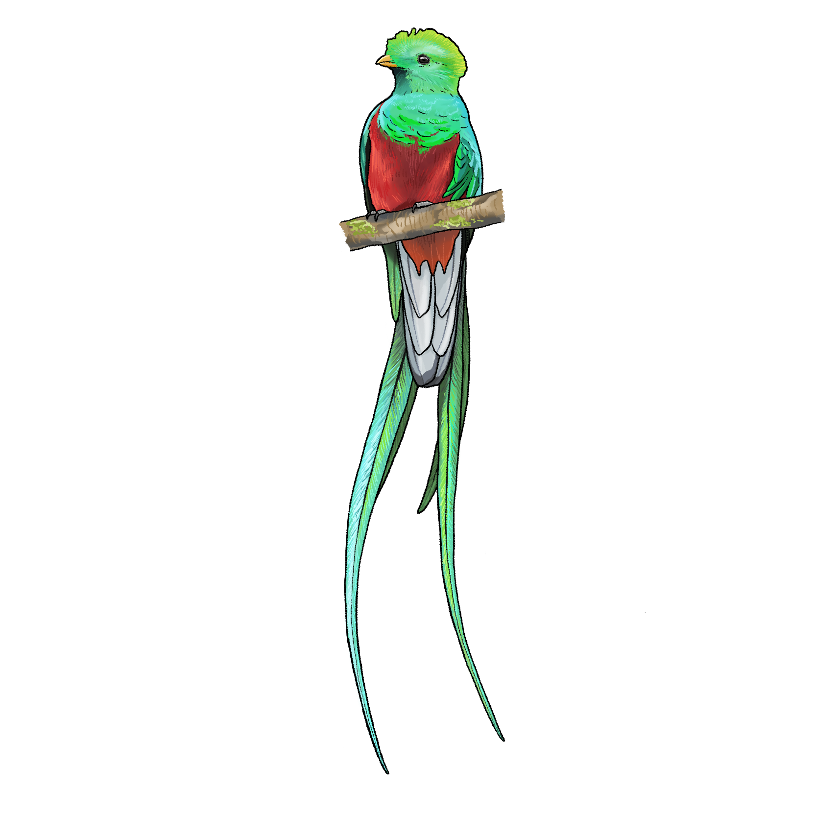 Resplendent Quetzal - Guatemala Bird Friendly Coffee